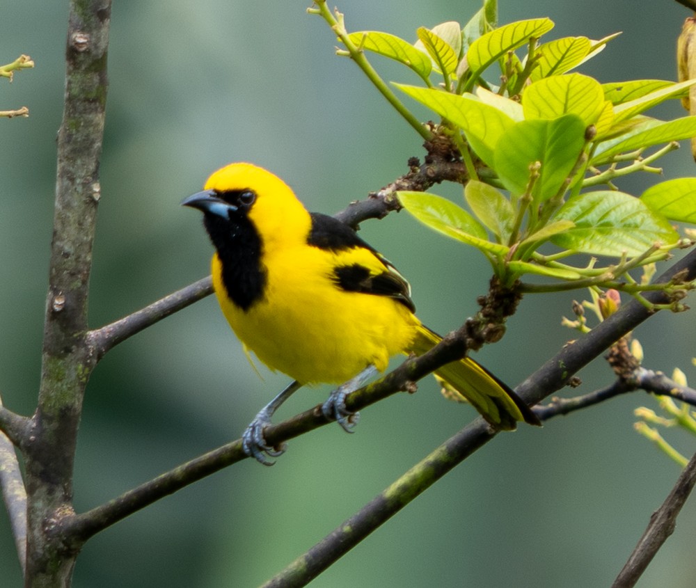 Yellow-tailed Oriole - ML646465549