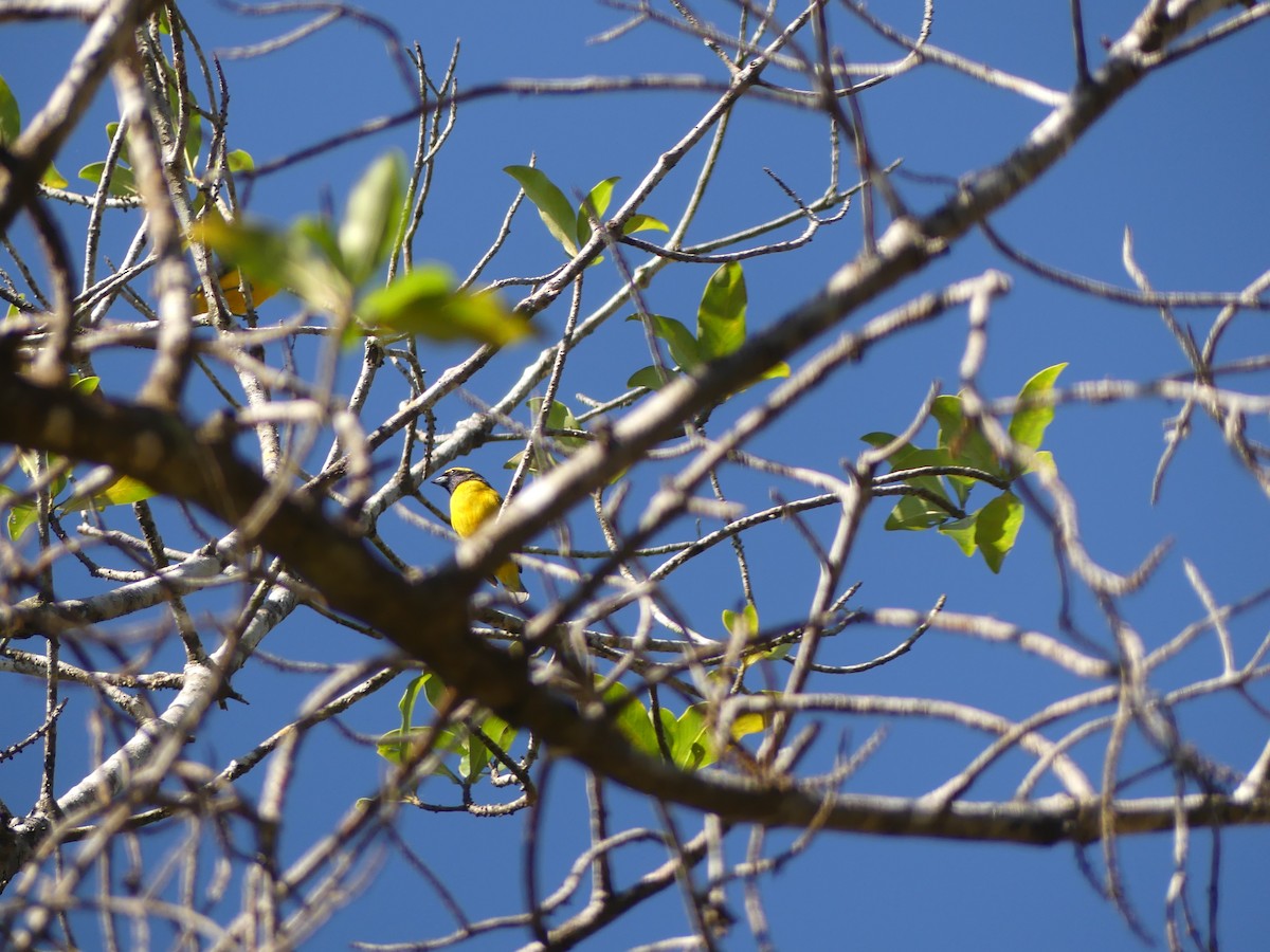 Yellow-crowned Euphonia - ML646465550