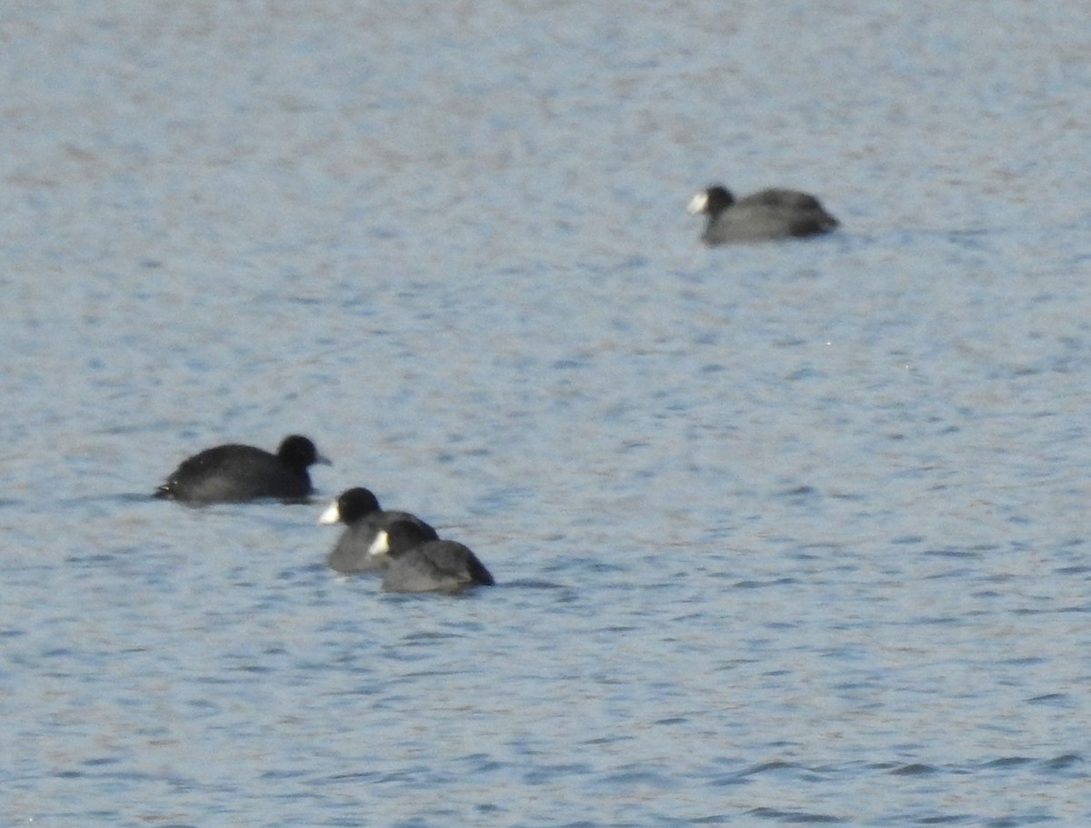American Coot - ML646465552