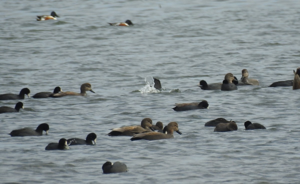 American Coot - ML646465553