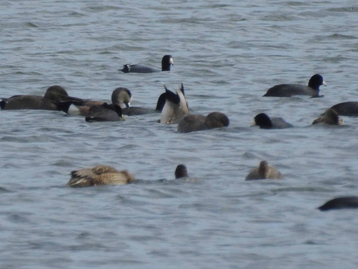 American Coot - ML646465554