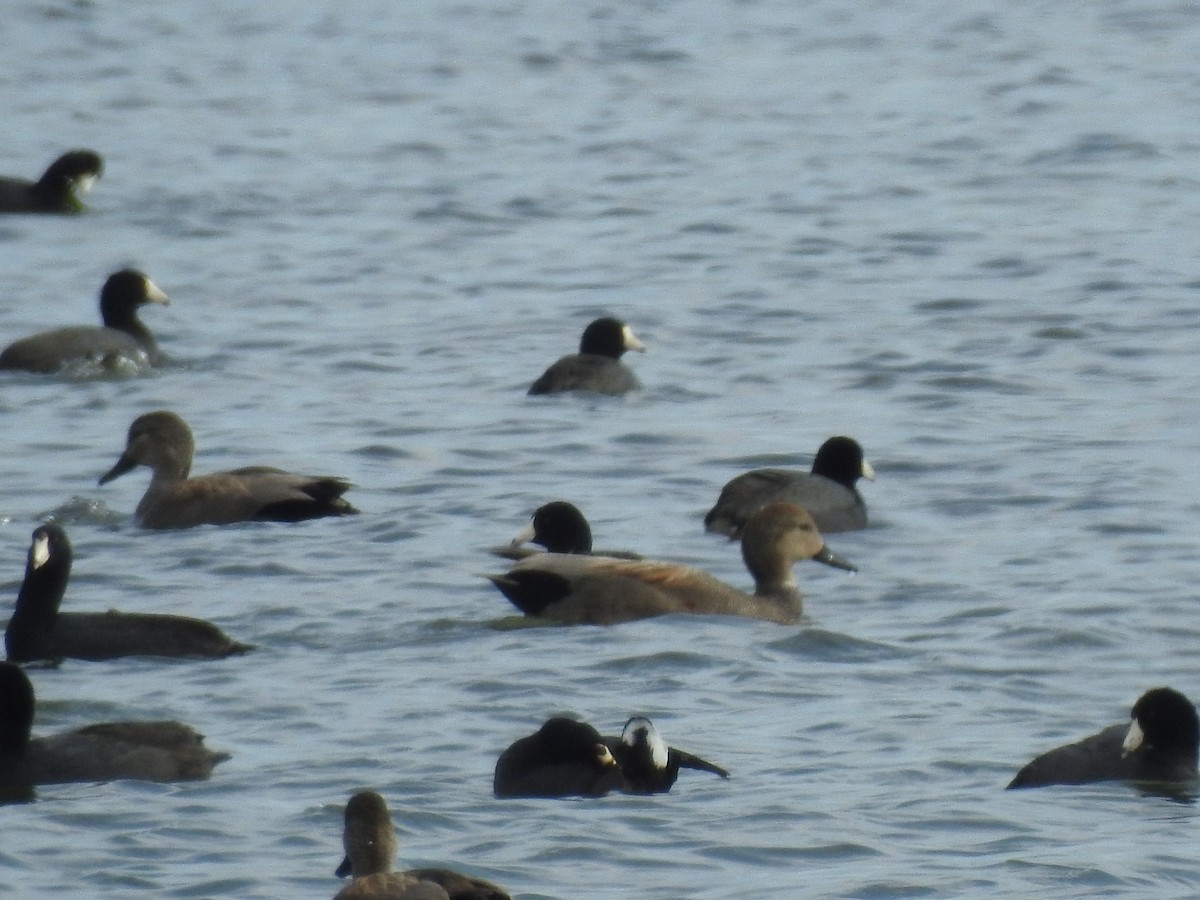 American Coot - ML646465555