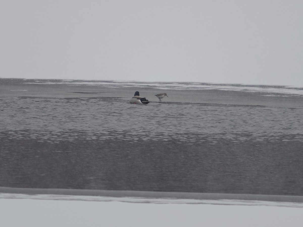 Bécasseau variable - ML646465556