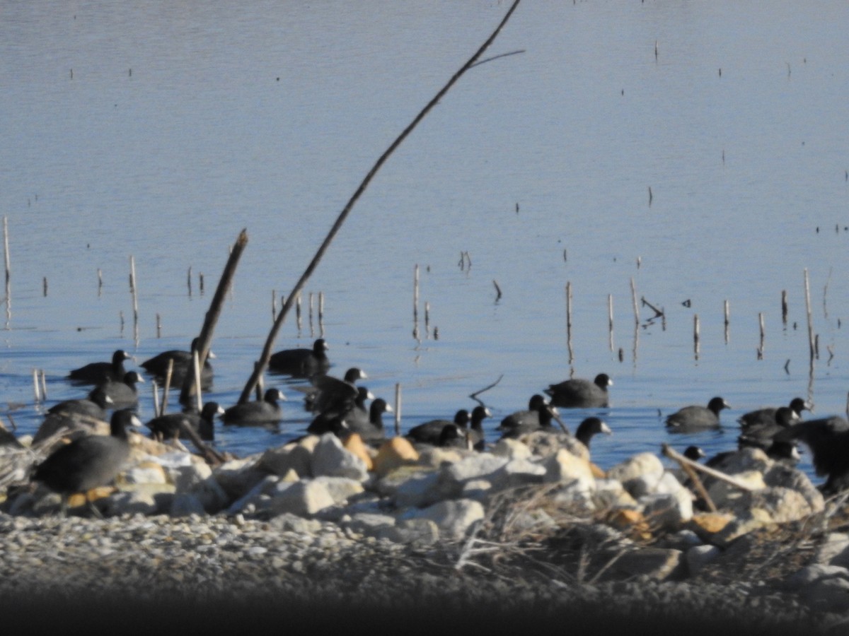 American Coot - ML646465558
