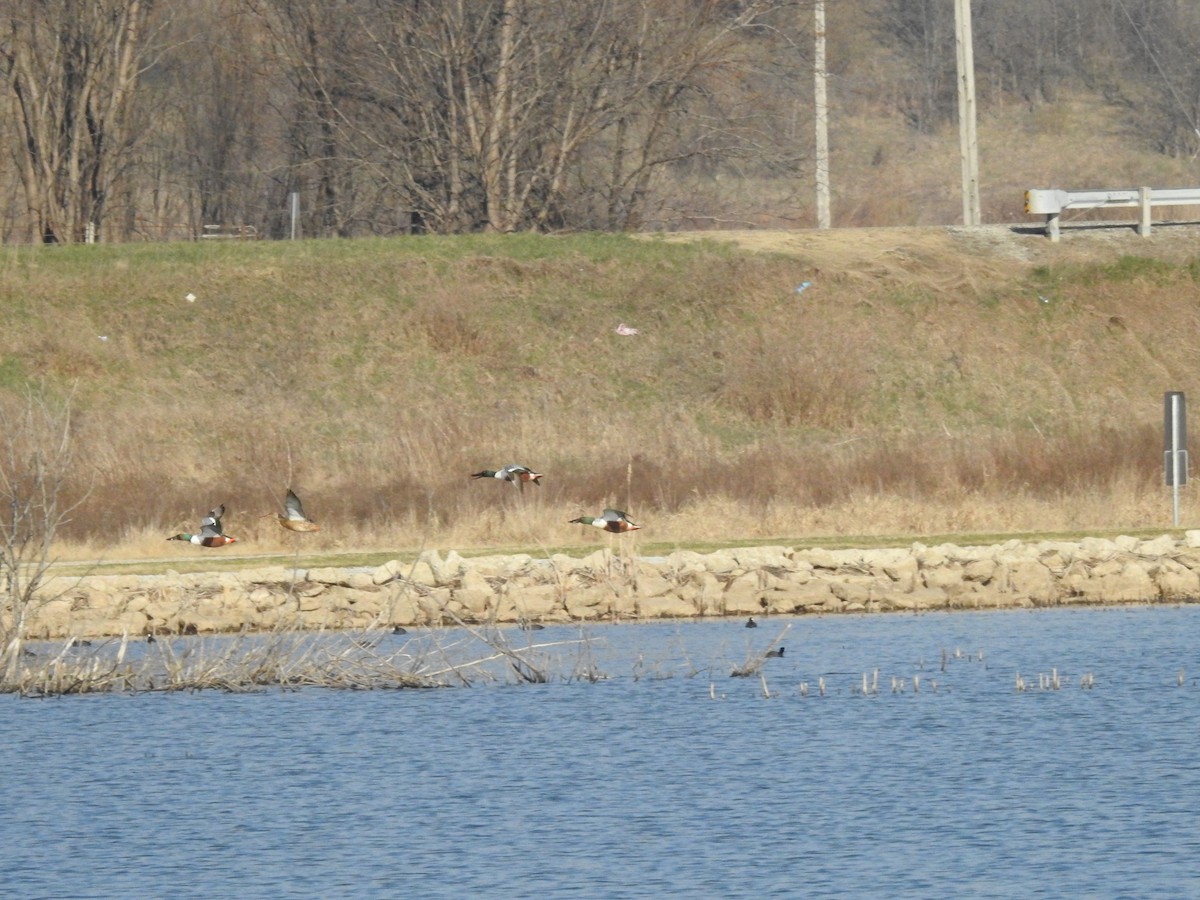 American Coot - ML646465559