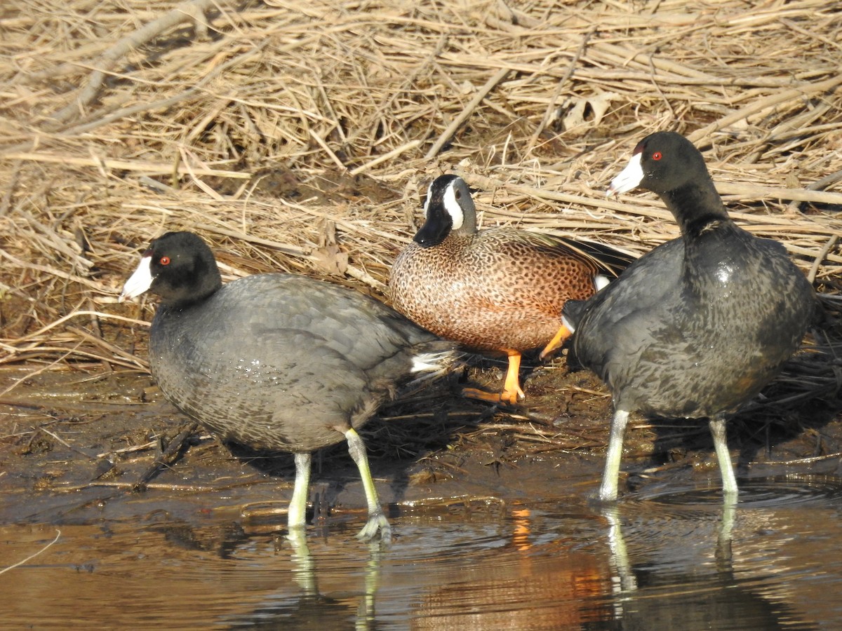 American Coot - ML646465560