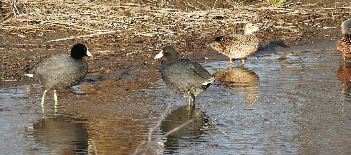 American Coot - ML646465561