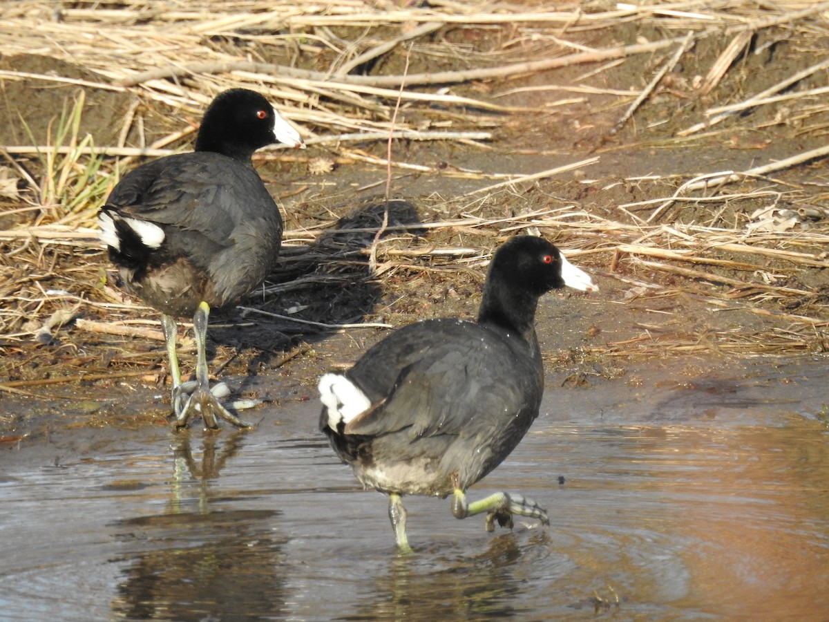 American Coot - ML646465562
