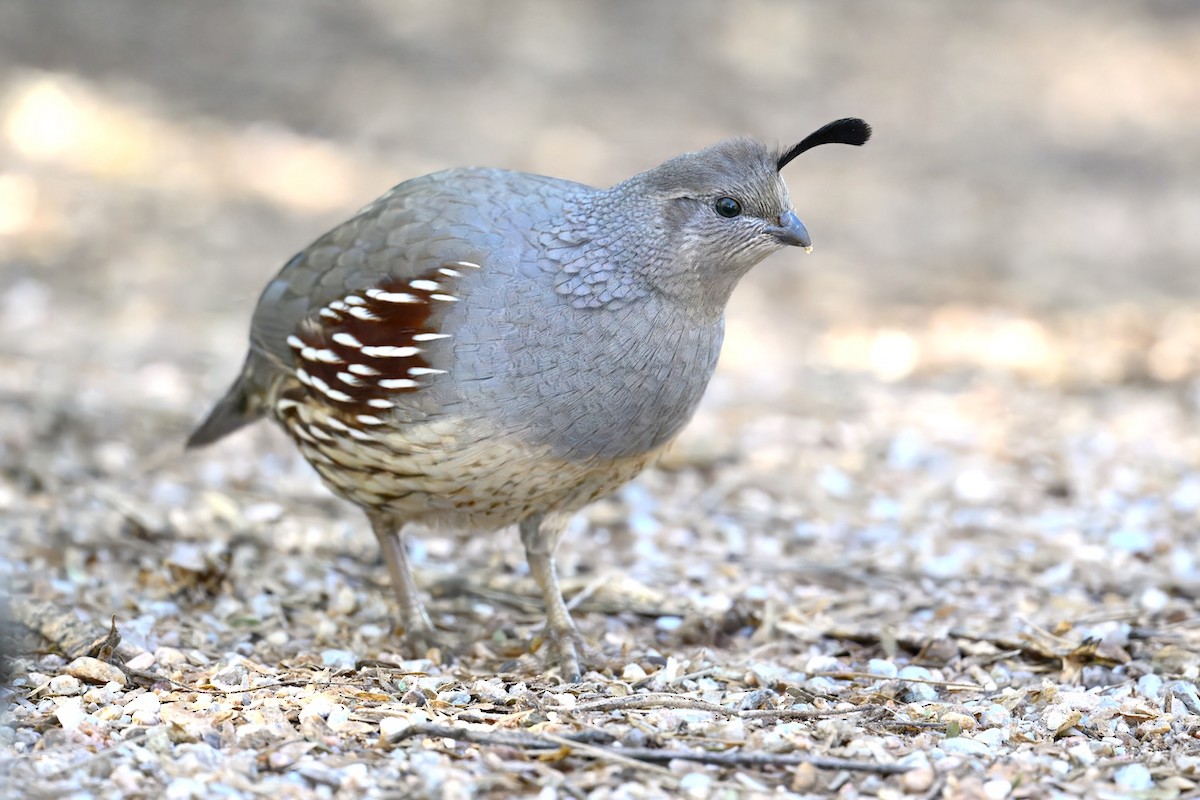 Gambel's Quail - ML646465563