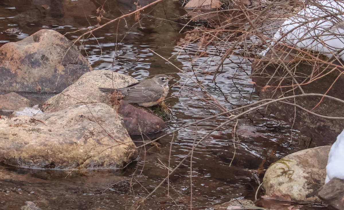 American Robin - ML646465564