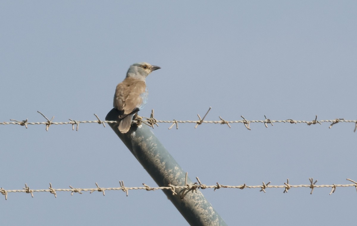 European Roller - ML646465565