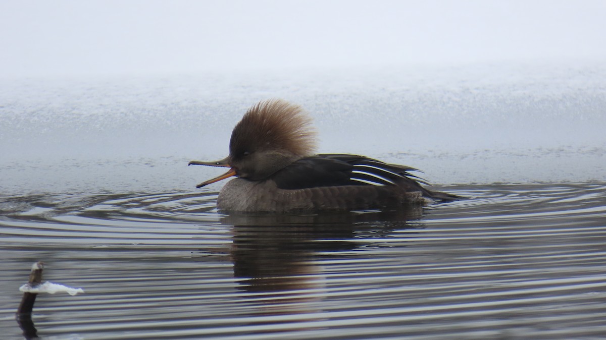 Hooded Merganser - ML646465566