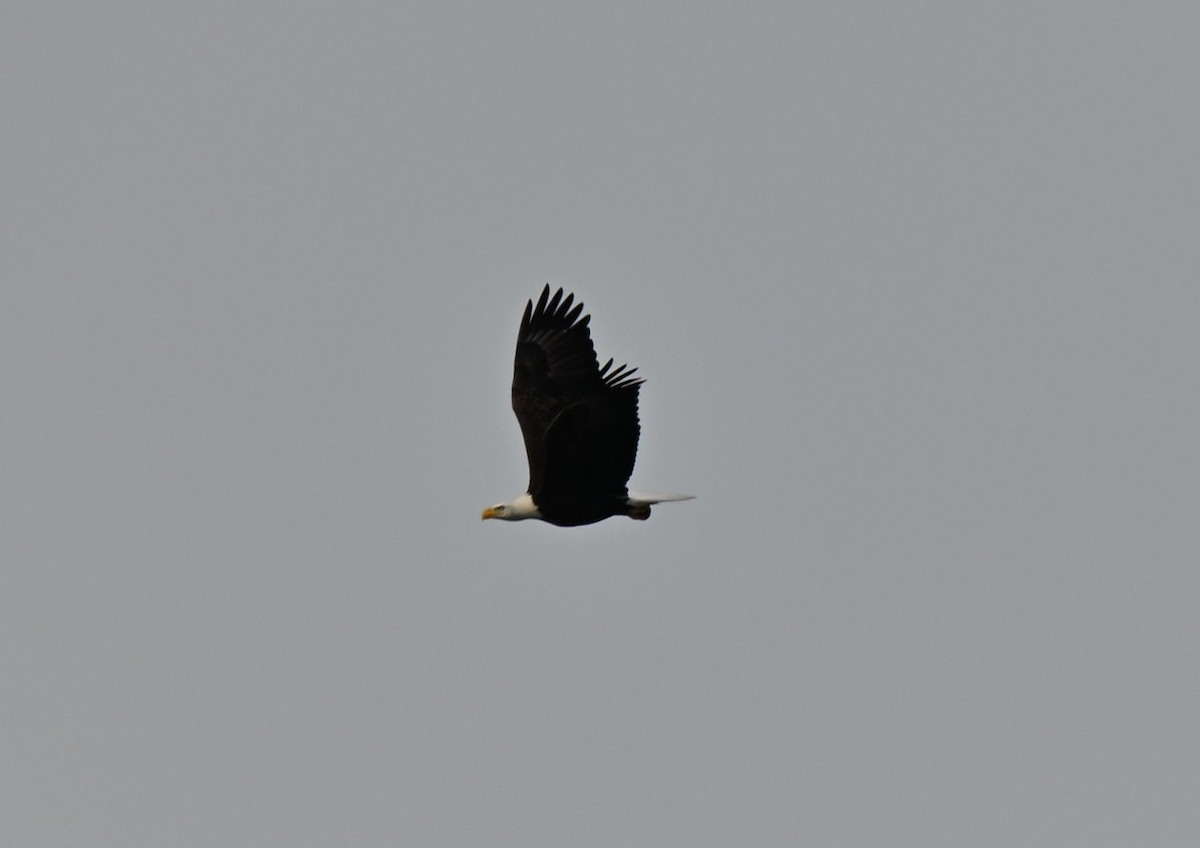 Bald Eagle - ML646465568