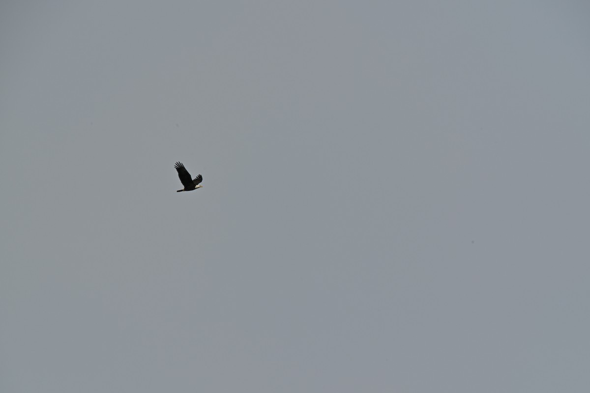 Bald Eagle - ML646465570