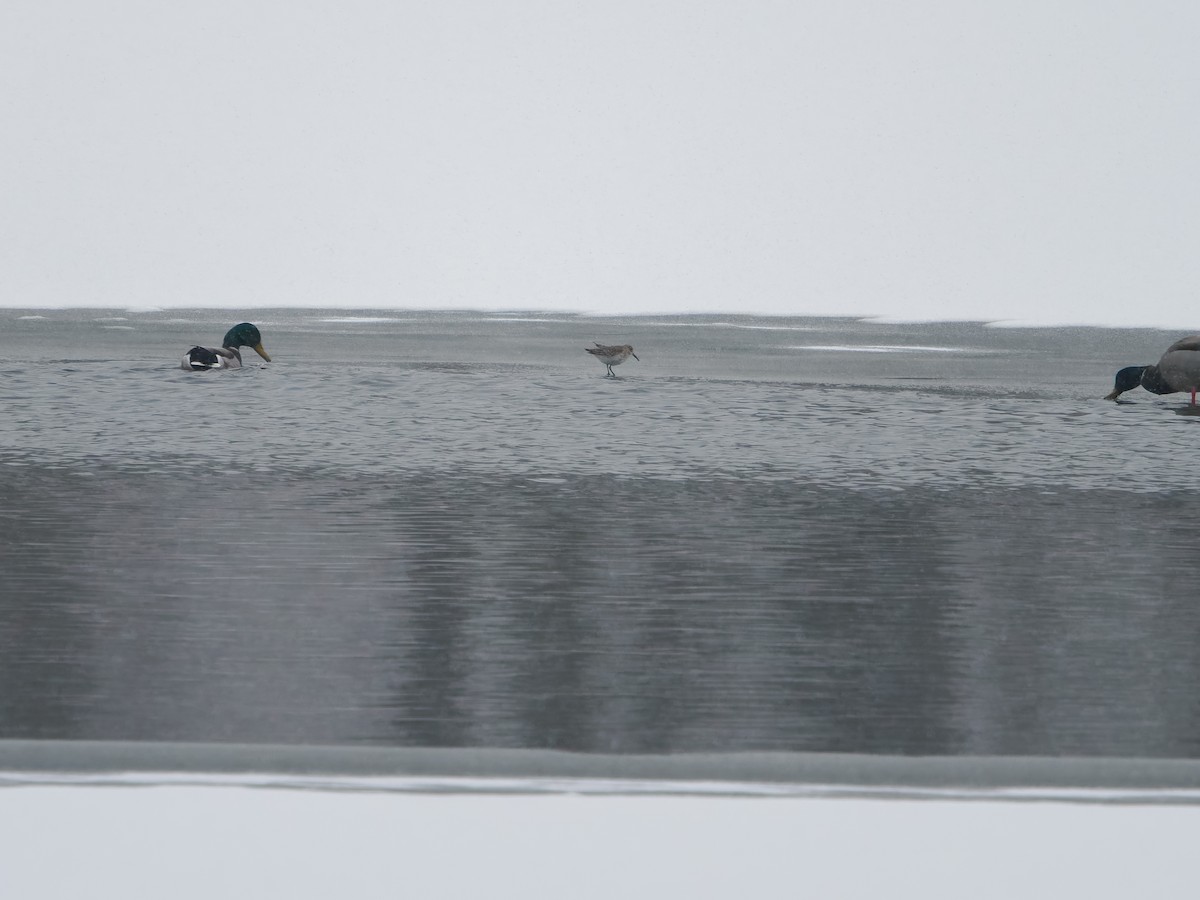 Bécasseau variable - ML646465571