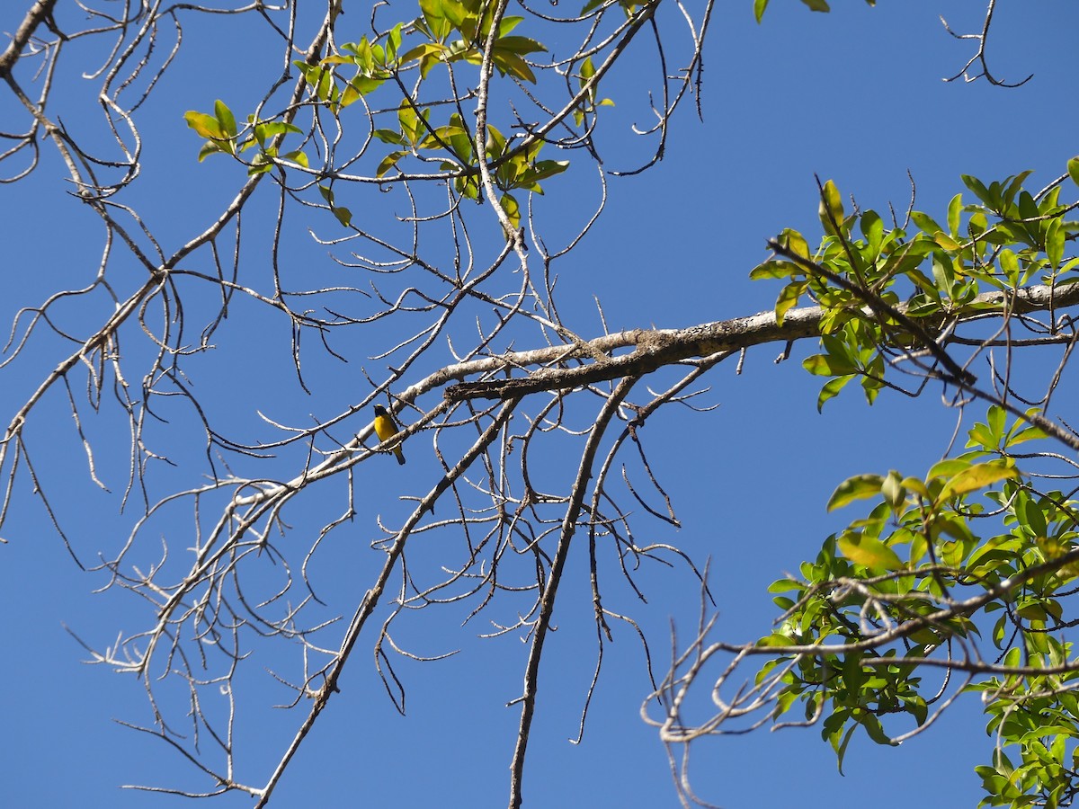 Yellow-crowned Euphonia - ML646465572