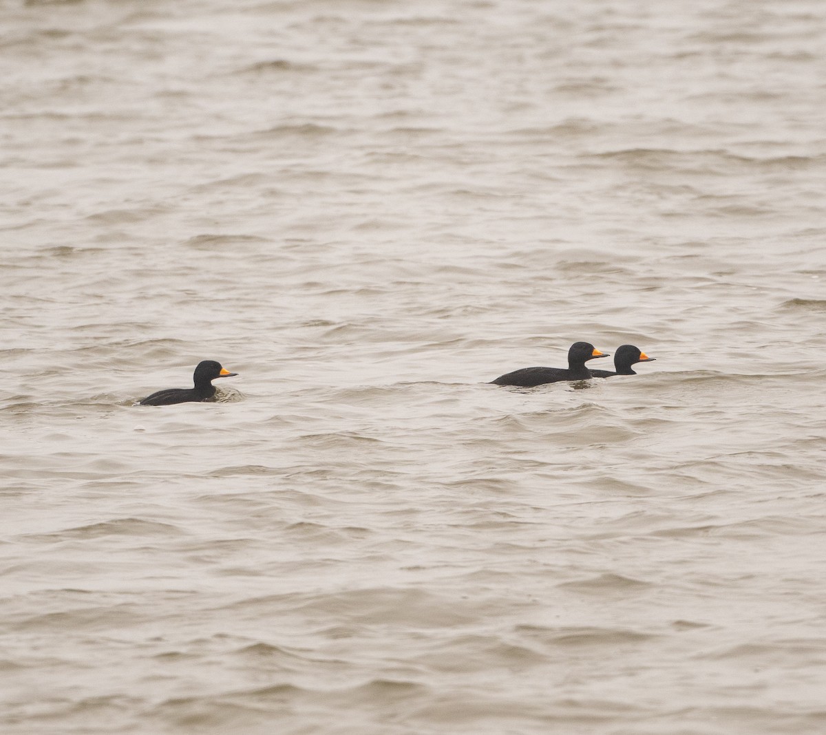 クロガモ - ML646465573