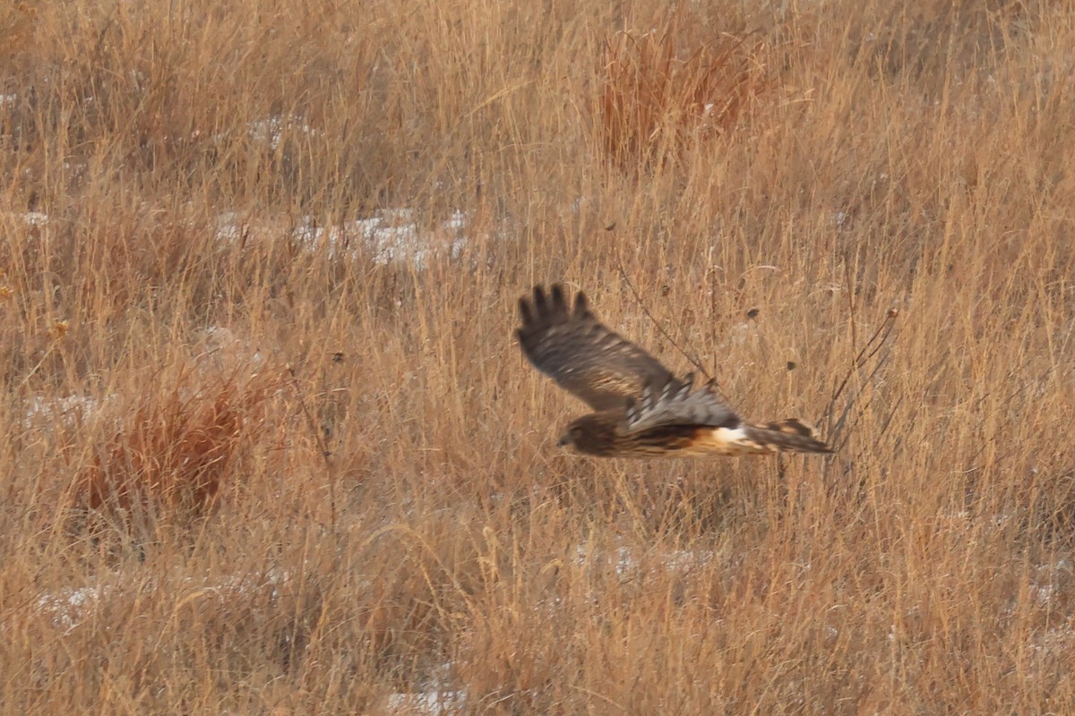Northern Harrier - ML646465575