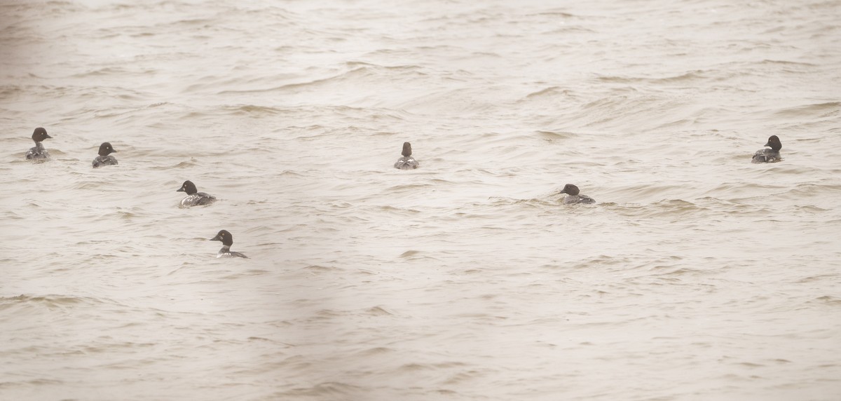 Common Goldeneye - ML646465578