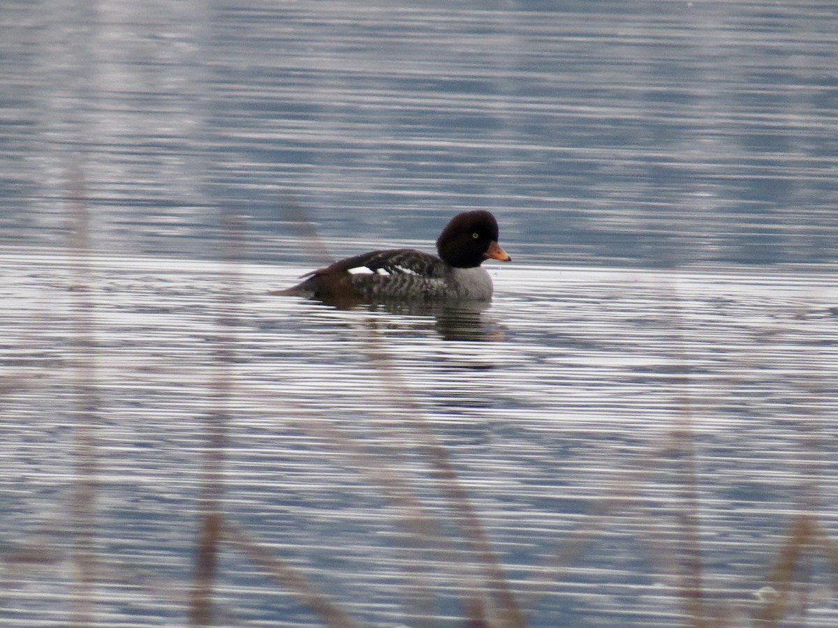 Barrow's Goldeneye - ML646465579