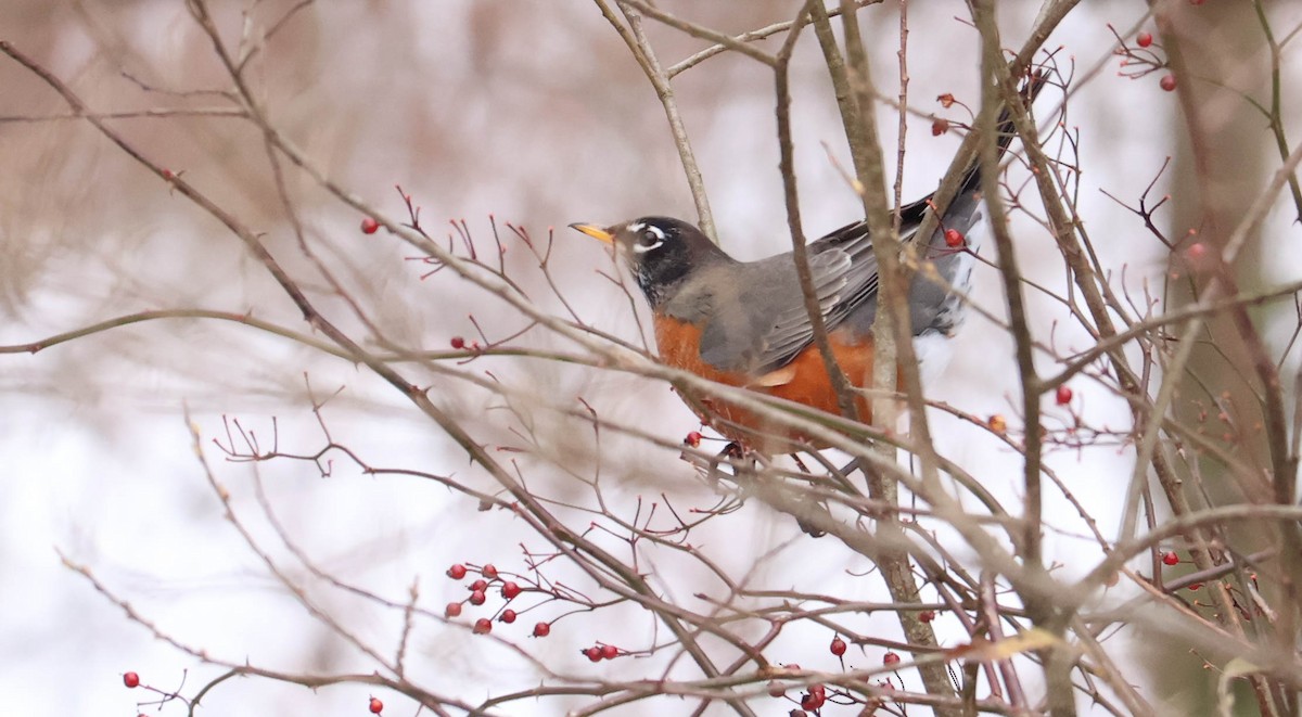 American Robin - ML646465582