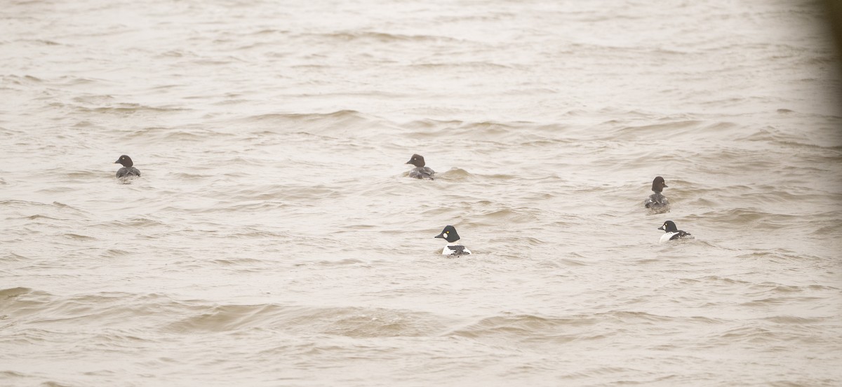 Common Goldeneye - ML646465584