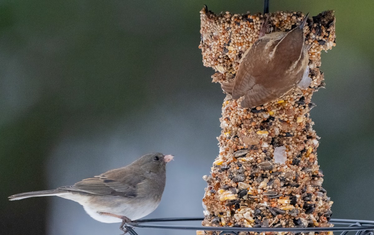 チャバラマユミソサザイ - ML646465585