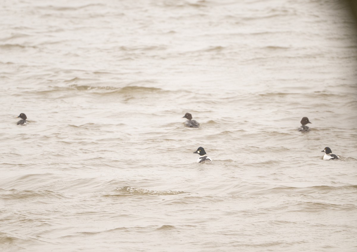 Common Goldeneye - ML646465589