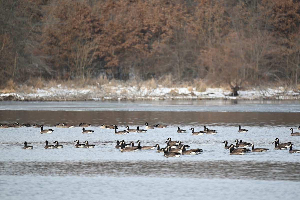 Canada Goose - ML646465590