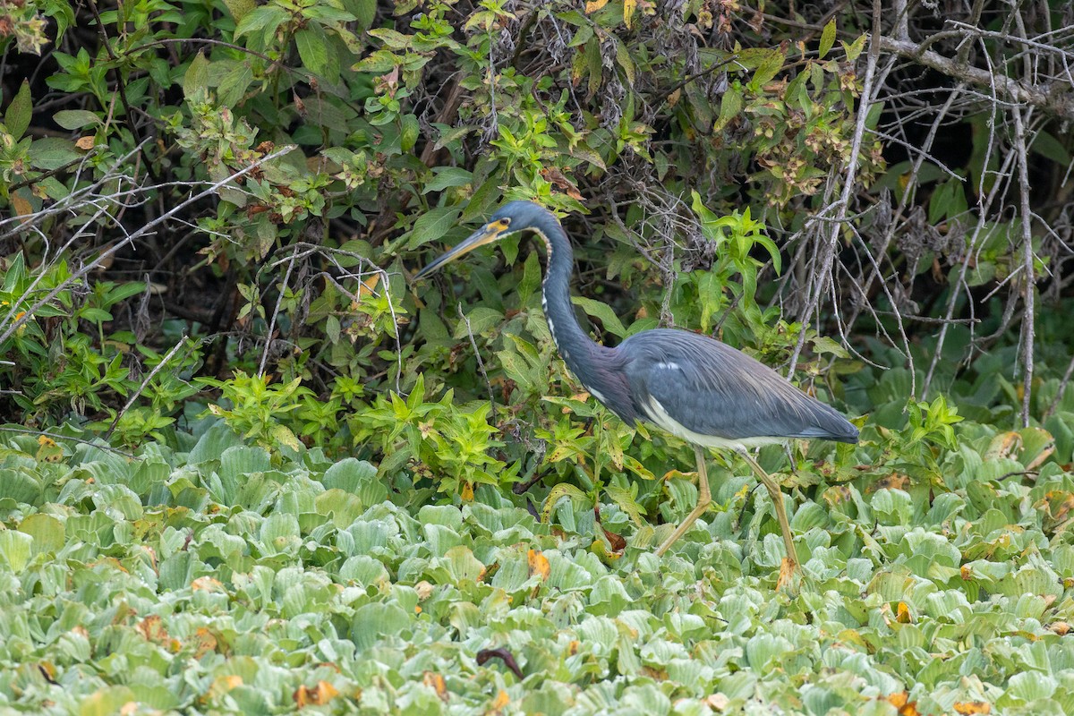 volavka tříbarvá - ML646465591