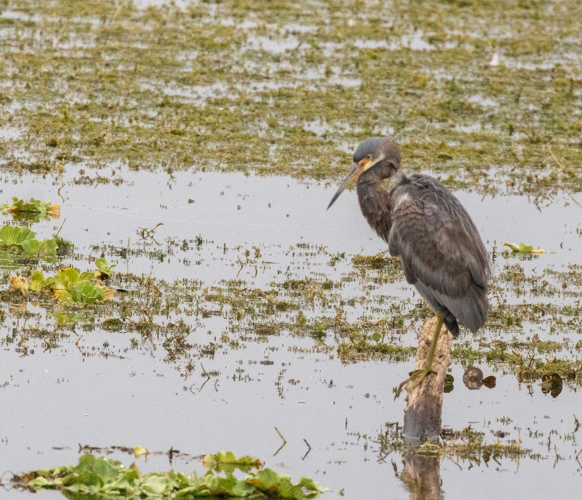 volavka tříbarvá - ML646465592