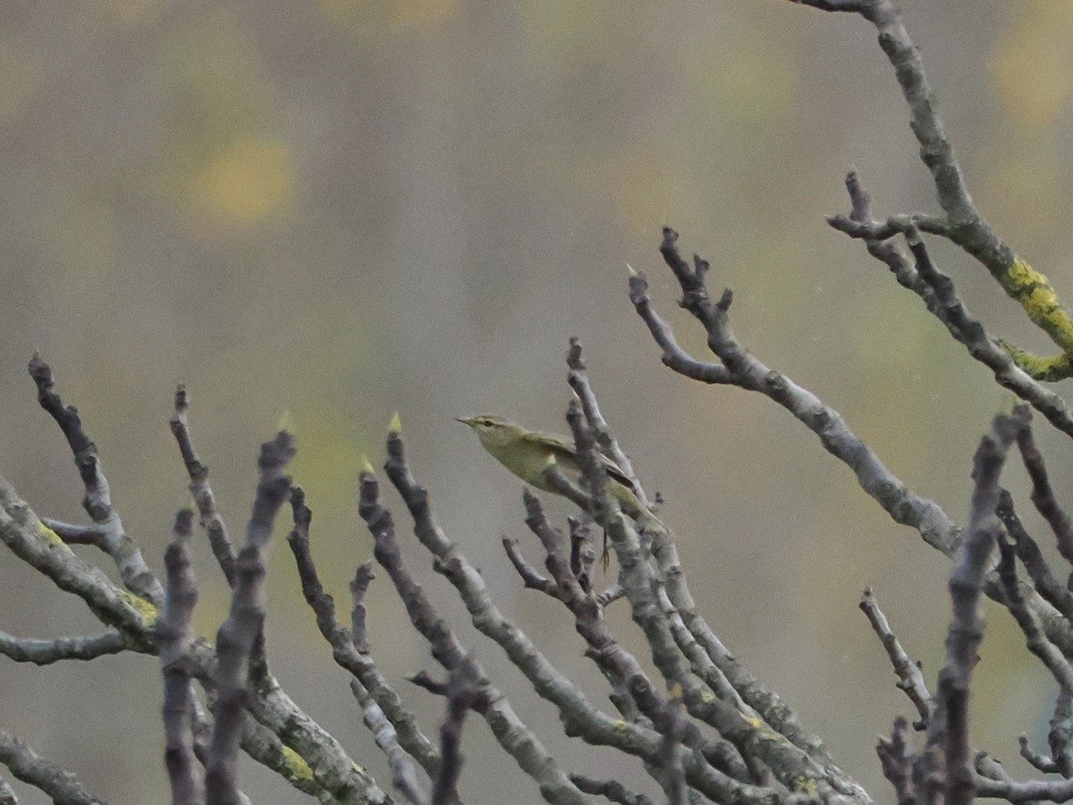 Common Chiffchaff - ML646465607