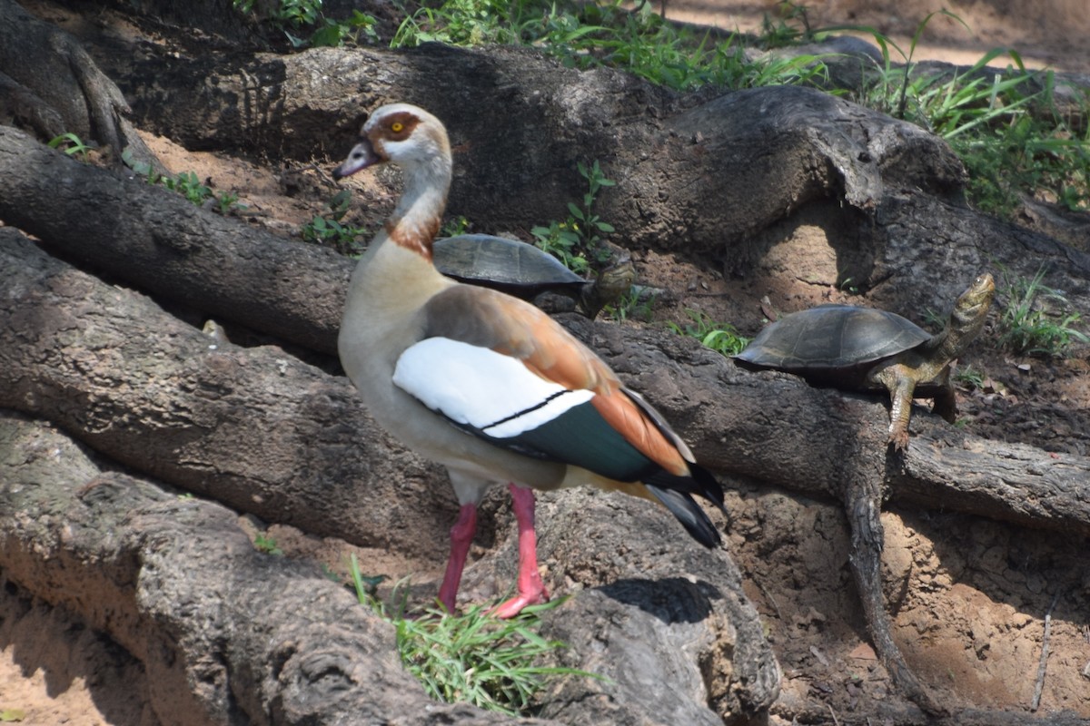Egyptian Goose - ML646465610