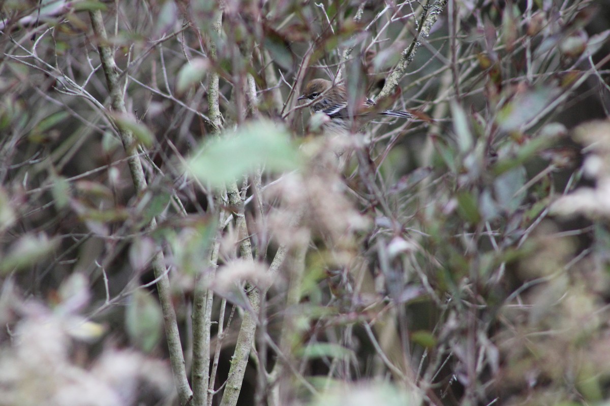 Yellow-rumped Warbler - ML646465611