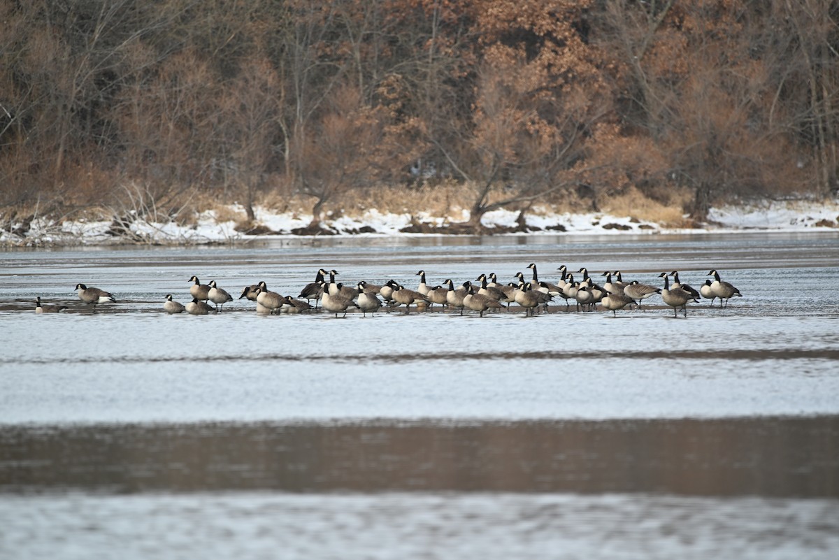 Canada Goose - ML646465612