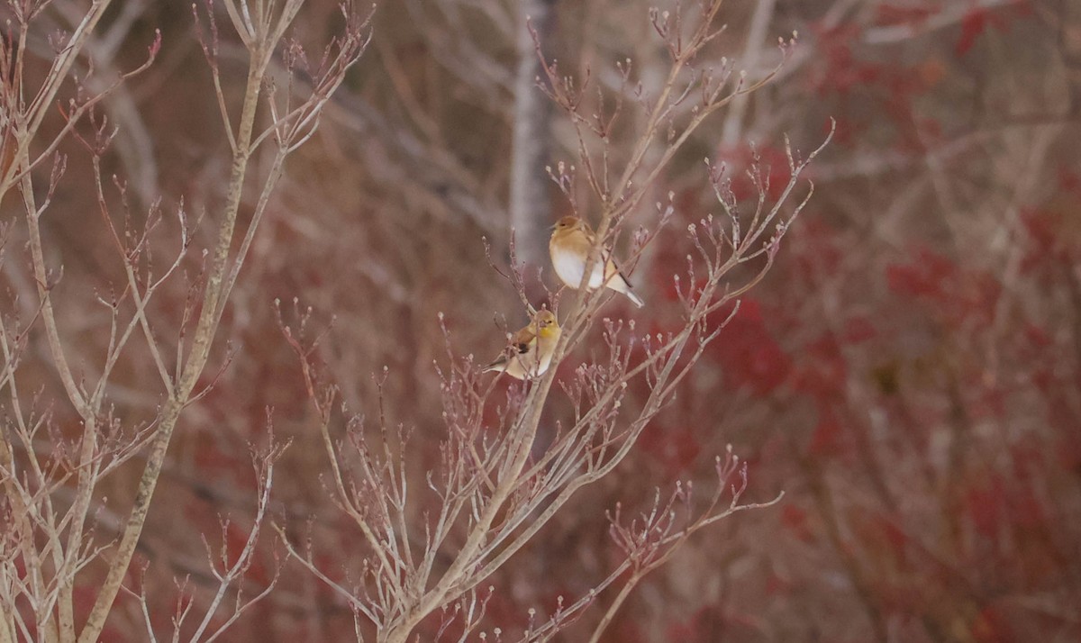 American Goldfinch - ML646465613