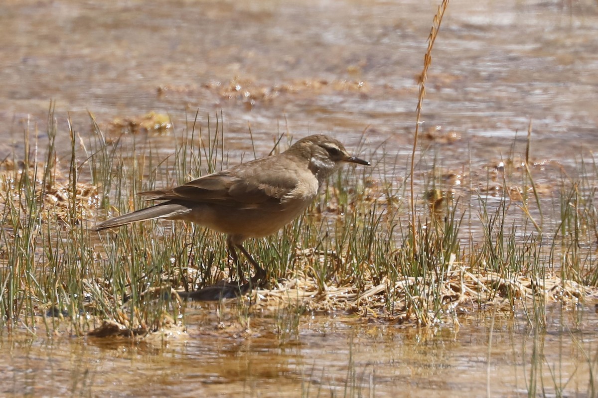 オビバネカワカマドドリ - ML646465615