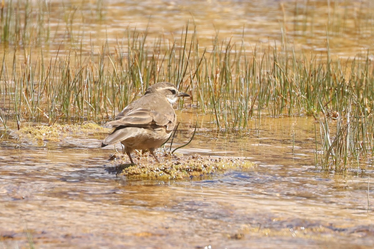 オビバネカワカマドドリ - ML646465616