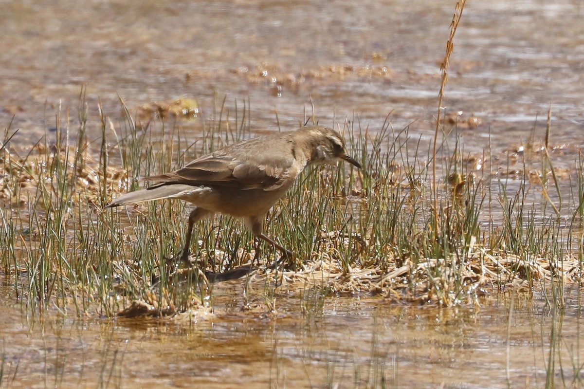 オビバネカワカマドドリ - ML646465617