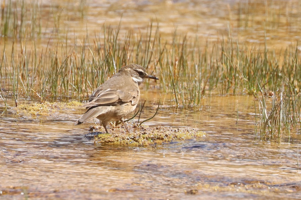 オビバネカワカマドドリ - ML646465618