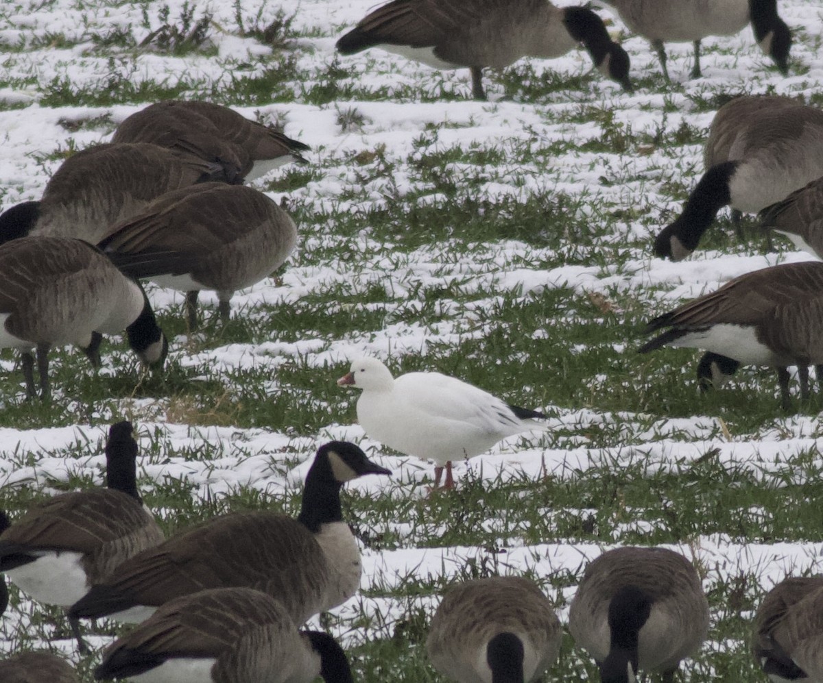 Ross's Goose - ML646465620