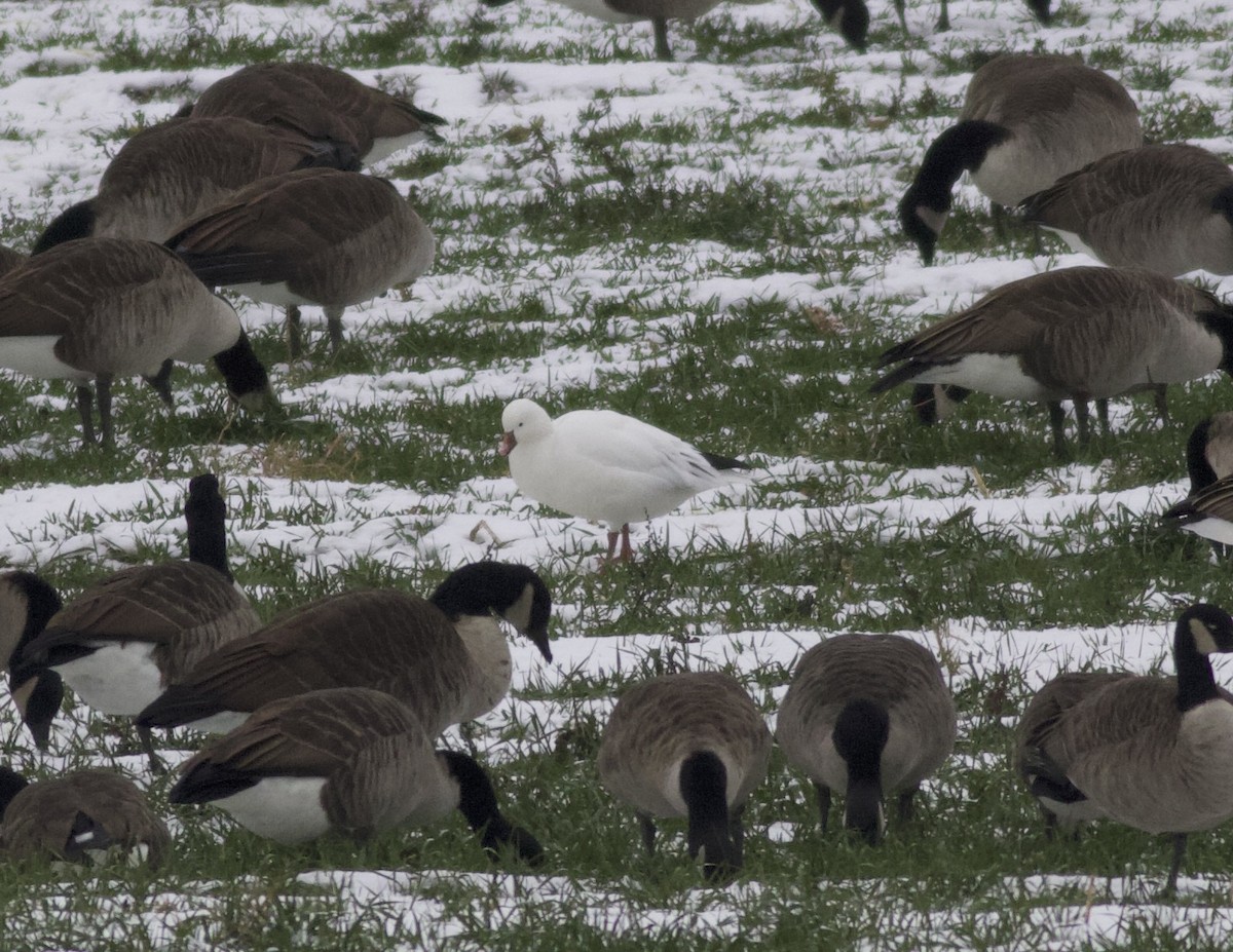 Ross's Goose - ML646465621