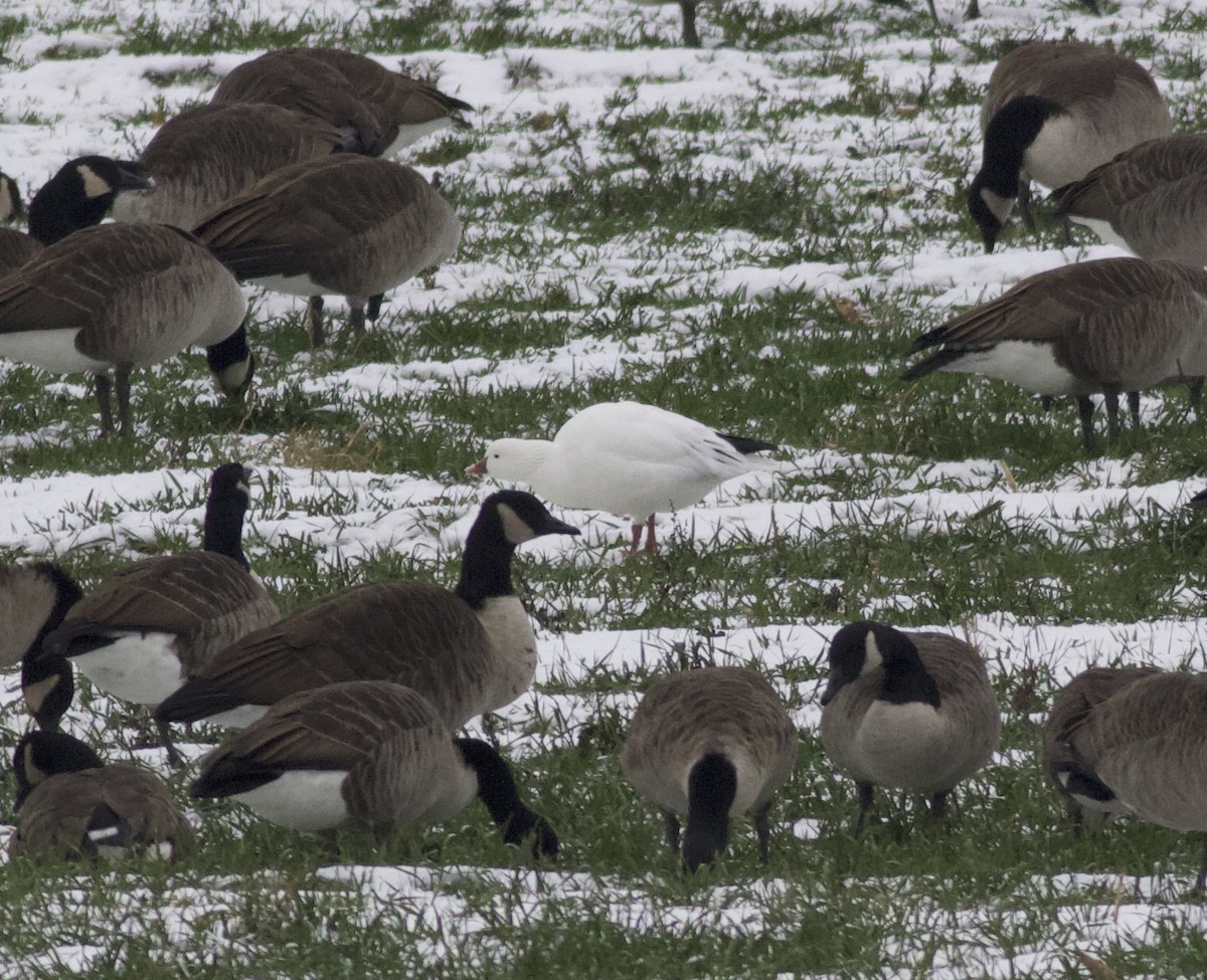 Ross's Goose - ML646465622