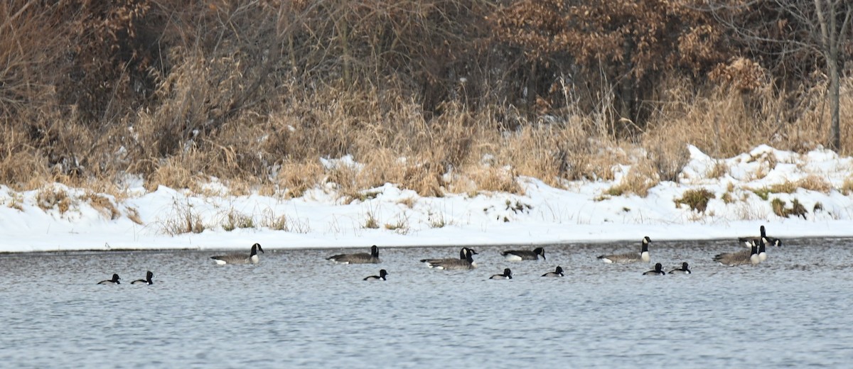 Ring-necked Duck - ML646465624
