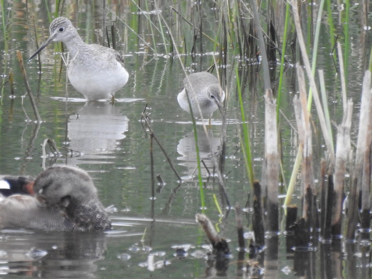 Lesser Yellowlegs - ML646465625
