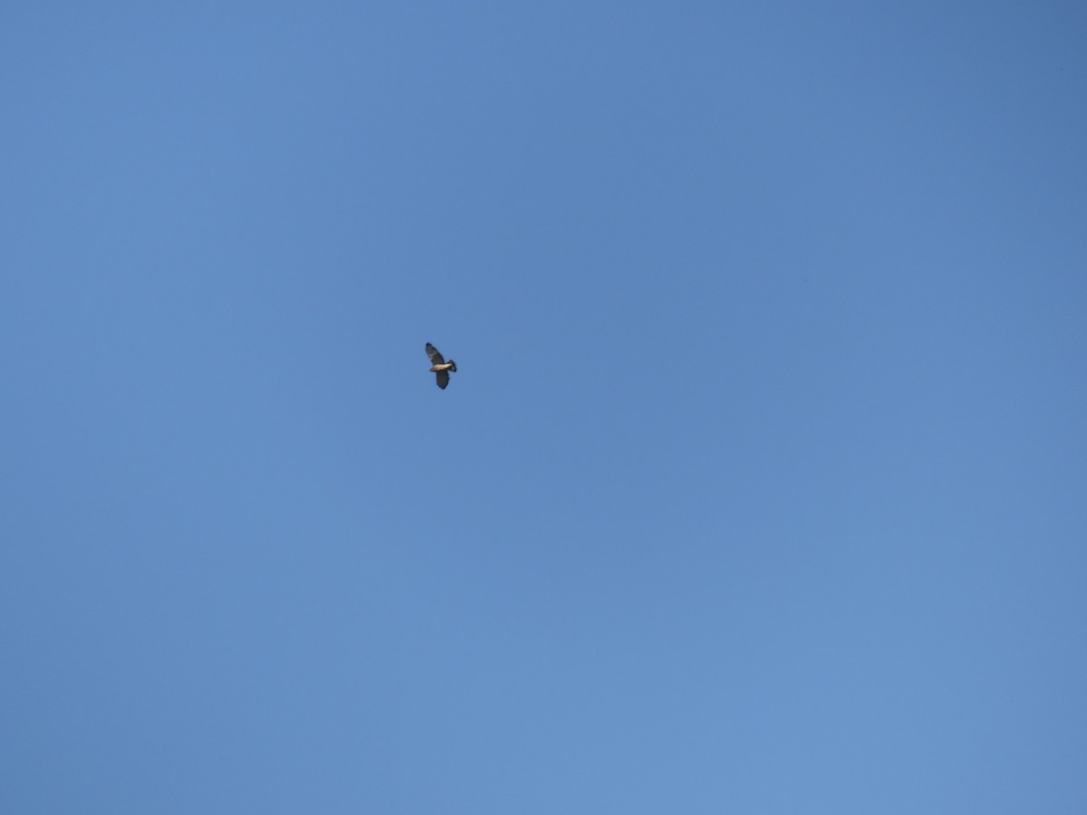 Geniş Kanatlı Şahin - ML646465627