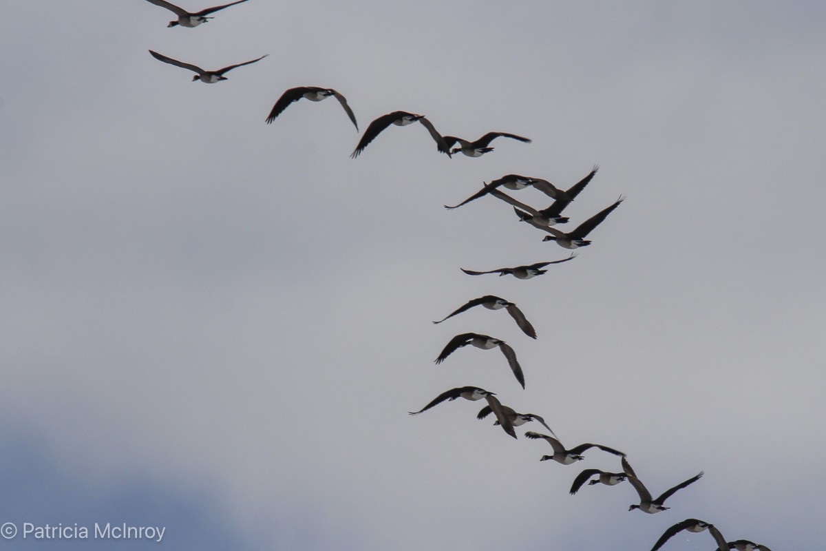 Canada Goose - ML646465630