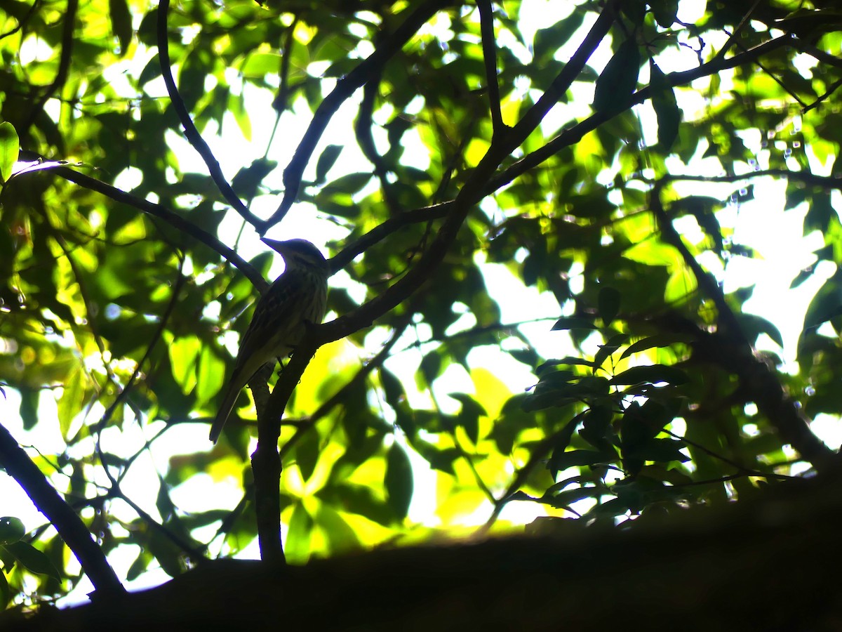 Çizgili Büyük Tiran - ML646465631