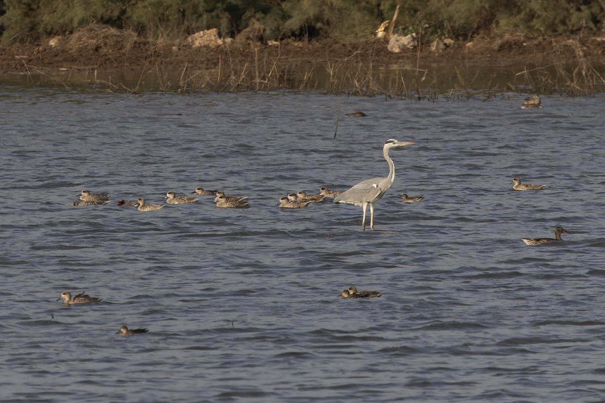 Marbled Duck - ML646465634