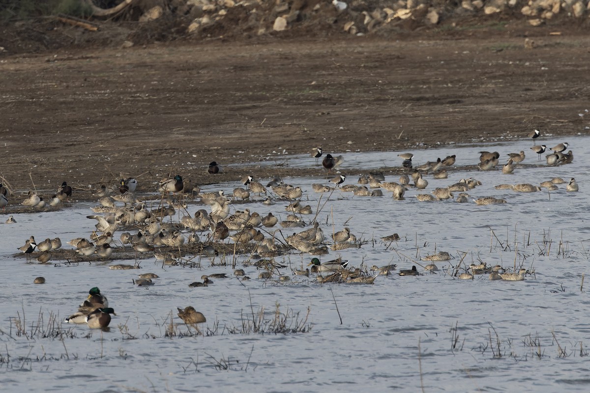 Marbled Duck - ML646465635